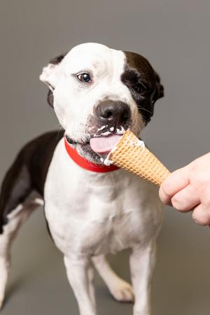Princess, Pit Bull Terrier Mix, adult, available for adoption