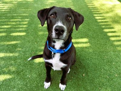 OSCAR, Labrador Retriever / Australian Kelpie, adult, available for adoption