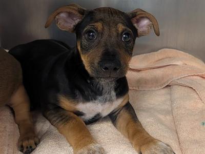 WALLACE, Labrador Retriever, puppy, available for adoption