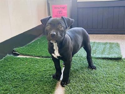 THEO, Pit Bull Terrier, puppy, available for adoption