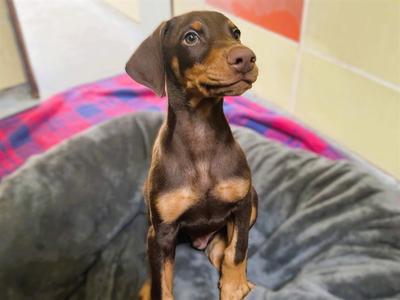 MAVERICK, Doberman Pinscher, puppy, available for adoption