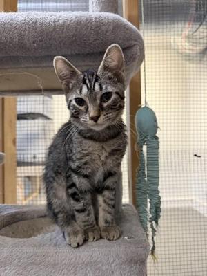 Tate, kitten, available for adoption