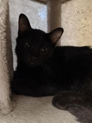 Heath, kitten, available for adoption