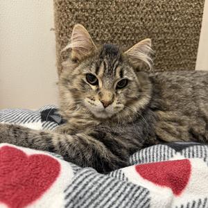 Milo, kitten, available for adoption