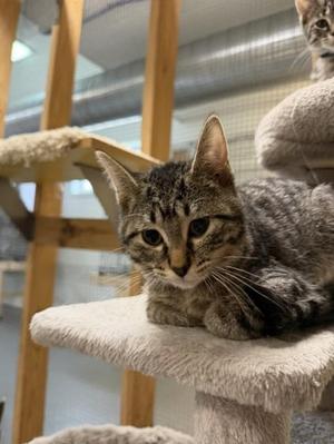 Bently, kitten, available for adoption