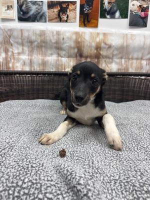 Lennon, Terrier / Australian Shepherd, puppy, available for adoption
