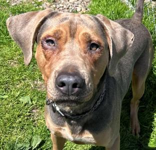 Nana, Coonhound, adult, available for adoption