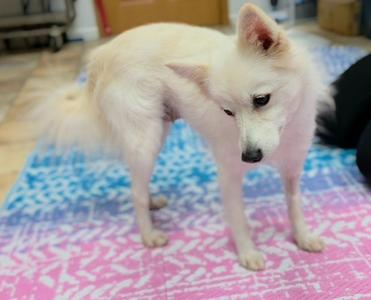 A small white dog standing on a colorful patterned mat.