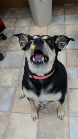 Lita, Labrador Retriever / Mixed Breed, adult, available for adoption