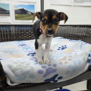 Chelsea, Beagle / Jack Russell Terrier, puppy, available for adoption