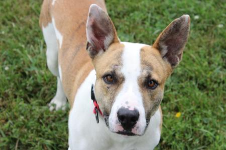 Sam, Mixed Breed, young, available for adoption