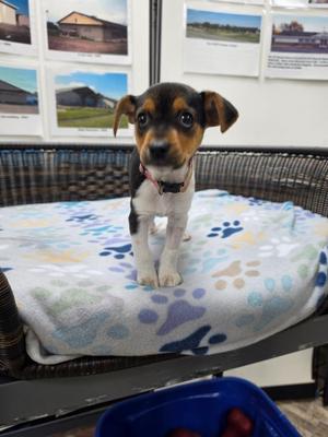 Chelsea, Beagle / Jack Russell Terrier, puppy, available for adoption