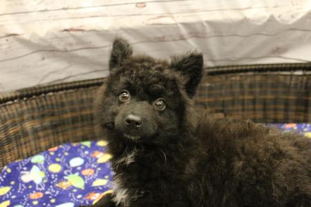 Farquaad, Cattle Dog / Pomeranian, puppy, available for adoption