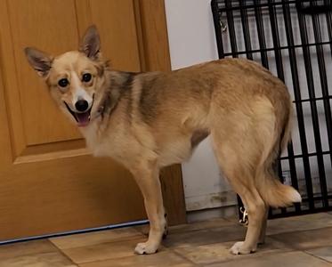 Sharky, Cattle Dog, young, available for adoption