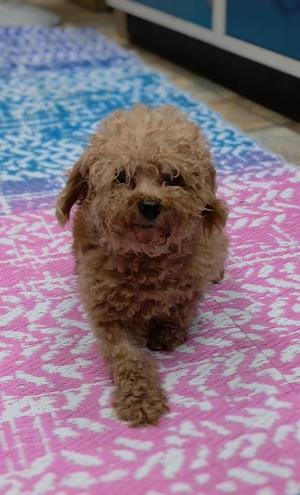 Bailey, Poodle, senior, available for adoption