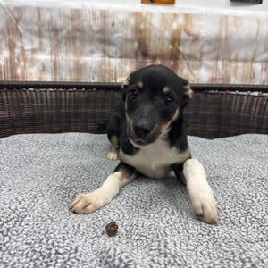 Lennon, Terrier, puppy, available for adoption