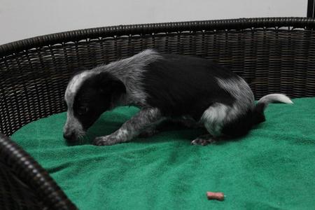 Eudora, Border Collie / Cattle Dog, puppy, available for adoption