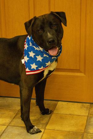 Biggie, Pit Bull Terrier, adult, available for adoption