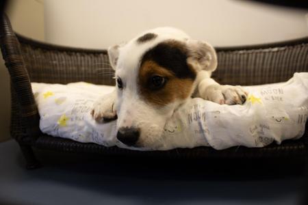 peter pan, Cattle Dog, puppy, available for adoption