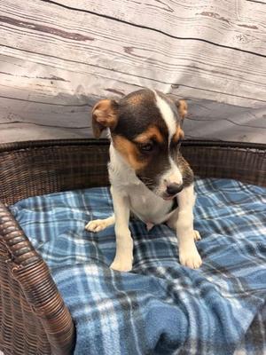 Bowie, Terrier / Australian Shepherd, puppy, available for adoption