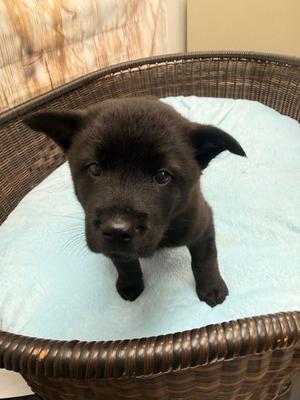 Cinna, Chow Chow / Cattle Dog, puppy, available for adoption