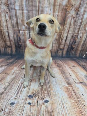 A light-colored dog with a red collar sitting on a wooden floor in front of a wooden wall.
