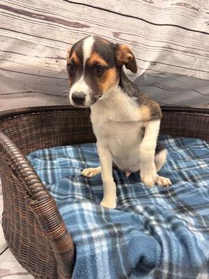 Bowie, Terrier, puppy, available for adoption