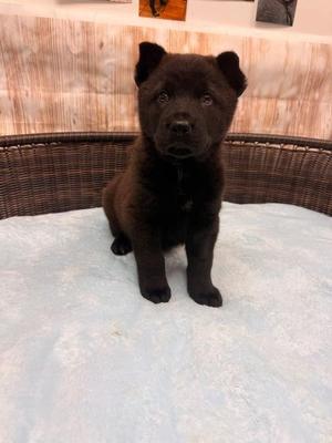Haymitch, Chow Chow / Cattle Dog, puppy, available for adoption