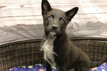 Shrek, Cattle Dog / Pomeranian, puppy, available for adoption