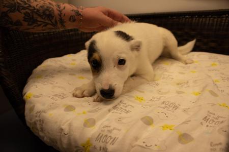 Captain hook, Cattle Dog, puppy, available for adoption