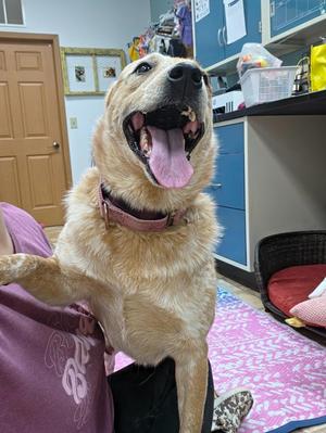 Darla, Australian Cattle Dog / Blue Heeler, young, available for adoption