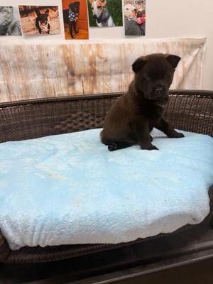Gale, Chow Chow / Cattle Dog, puppy, available for adoption
