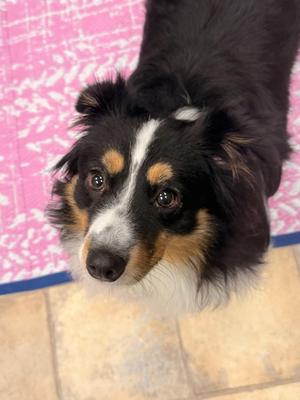 Bear, Australian Shepherd, young, available for adoption