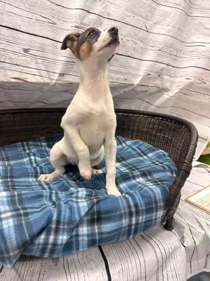 Hendrix, Terrier / Australian Shepherd, puppy, available for adoption