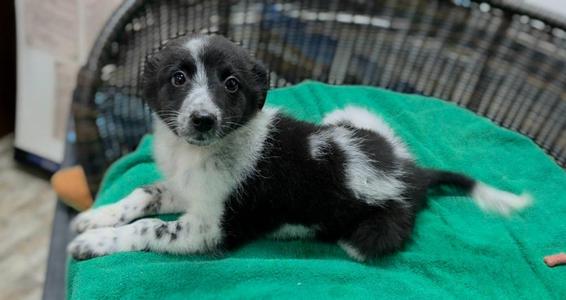Gomez, Border Collie / Cattle Dog, puppy, available for adoption
