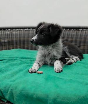 Addam, Border Collie / Cattle Dog, puppy, available for adoption
