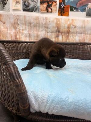 Gale, Chow Chow / Cattle Dog, puppy, available for adoption