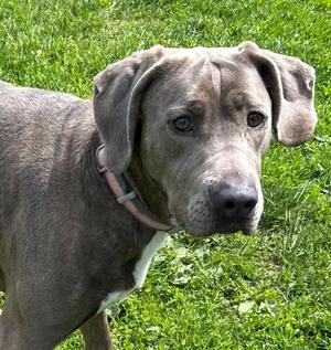 Connie, Coonhound, adult, available for adoption