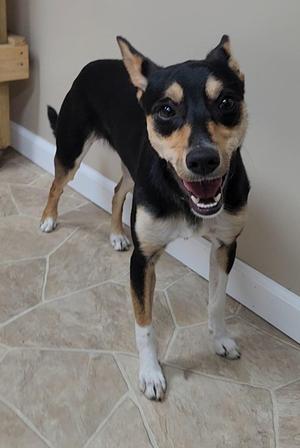Teller, Rat Terrier / Cattle Dog, young, available for adoption