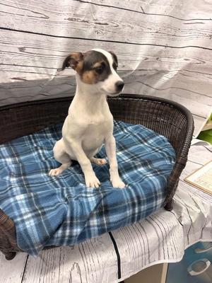 Hendrix, Terrier, puppy, available for adoption
