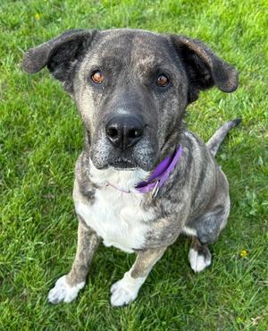 Kiara, Mixed Breed, adult, available for adoption