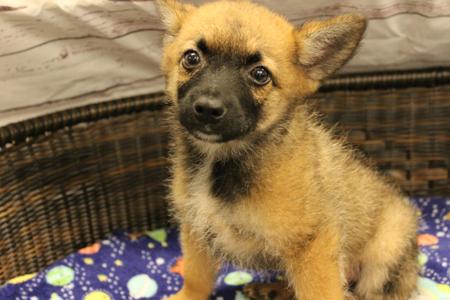 Charming, Cattle Dog / Pomeranian, puppy, available for adoption