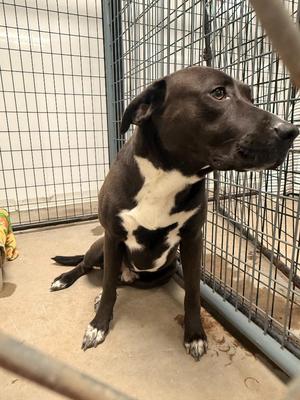 Biggie, Pit Bull Terrier, adult, available for adoption