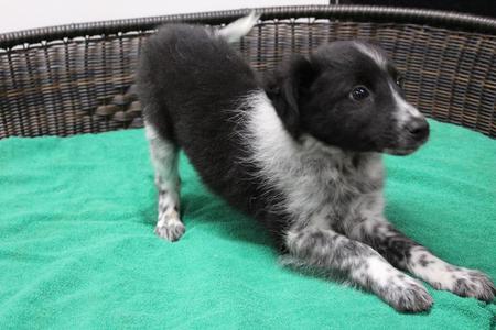 Fester, Border Collie / Cattle Dog, puppy, available for adoption
