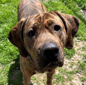 Reyn, Coonhound, adult, available for adoption