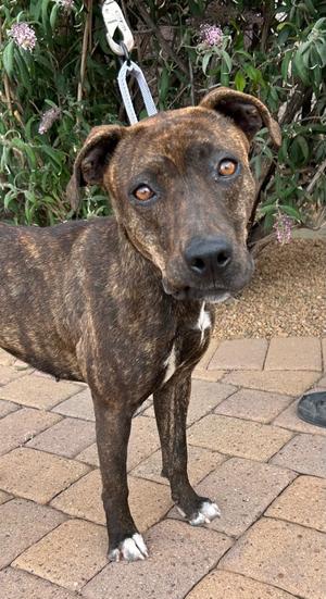 A brindle dog with white markings on its feet standing on a brick patio in front of bushes.
