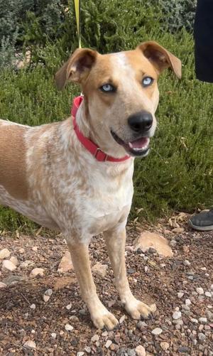 Breezy, Heeler/Australian Cattle Dog/Red Heeler, adult, available for adoption