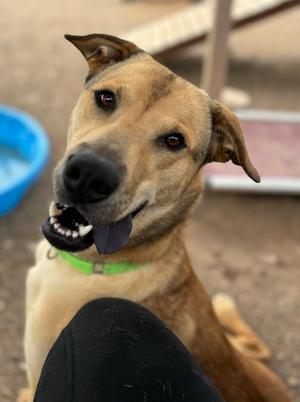 Scrunchie, Labrador Retriever/Chow Chow, adult, available for adoption