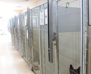 Verde Valley Humane Society