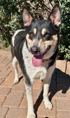 Scout, Cattle Dog/Mix, adult, available for adoption